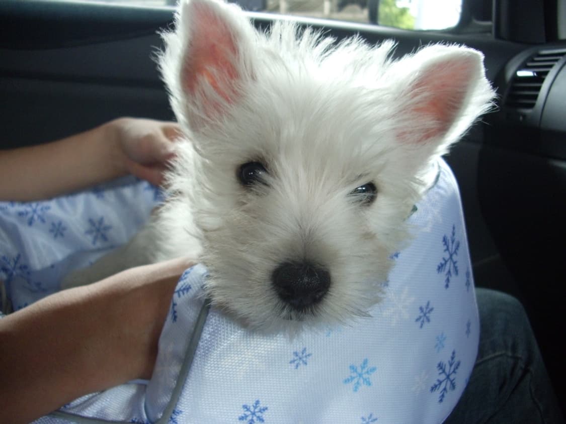 펜탁스 옵티오 PENTAX Optio S60 실버 상품이미지3