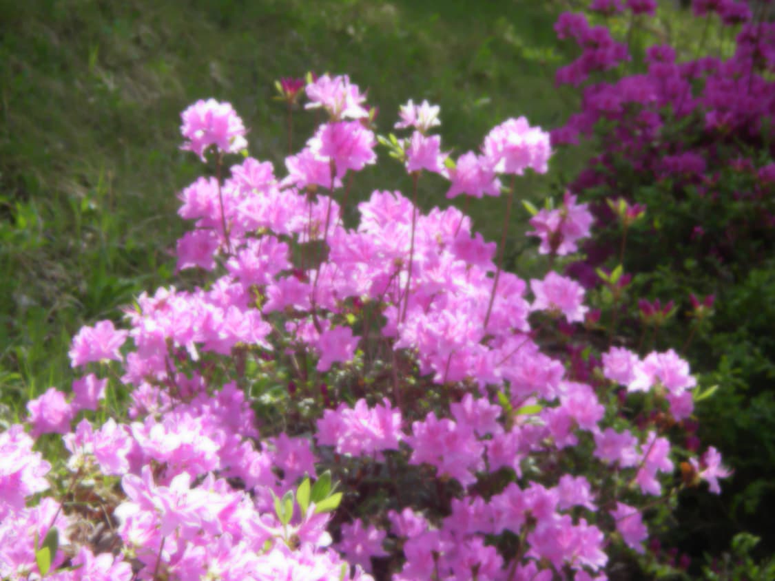 희귀매물🩷 Pentax Optio WP 핑크색 상품이미지8