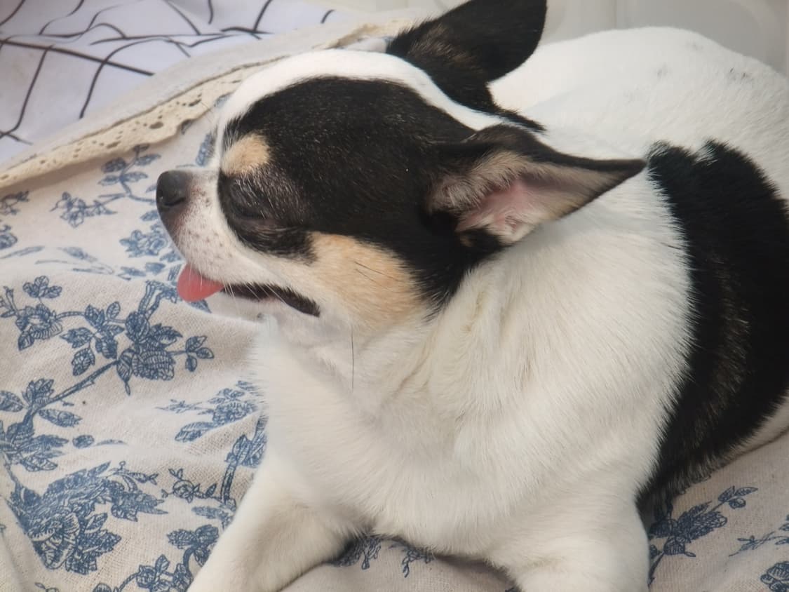 (작례o) 빈티지카메라 Fujiflim Finepix AX300 후지필름 상품이미지7