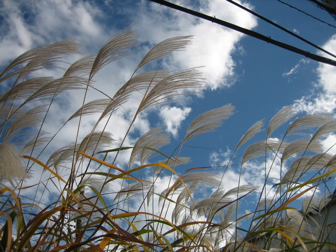 캐논 익서스 55 Canon IXUS 55 (IXY 60 익시 60) 상품이미지4