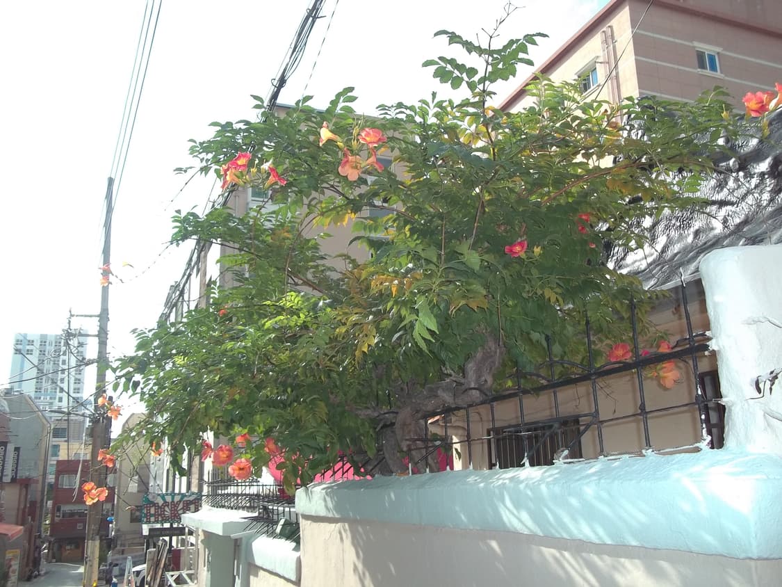 미품) 코닥 이지쉐어 c143 키키 디카 디지털 카메라 상품이미지8