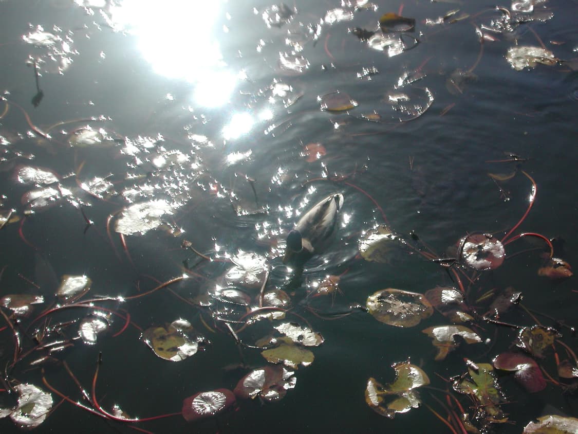 니콘 쿨픽스880 빈티지 디카(작례o) 상품이미지6