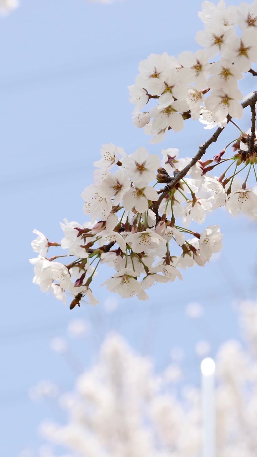 [작례O] 라이카 d-lux 109 빈티지 디카 상품이미지6