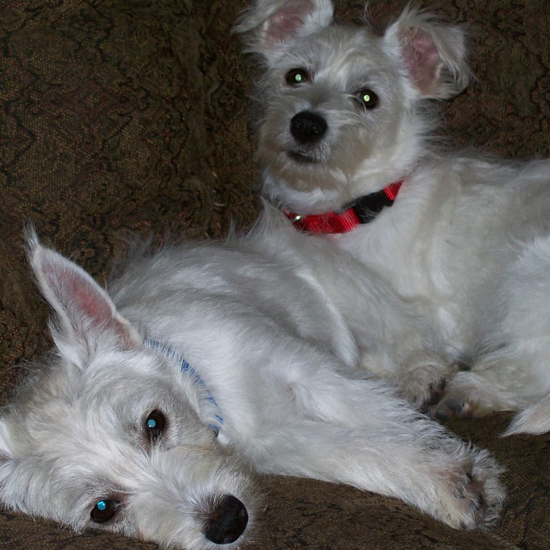 코닥 화이트 C713 디지털 카메라 디카 상품이미지10