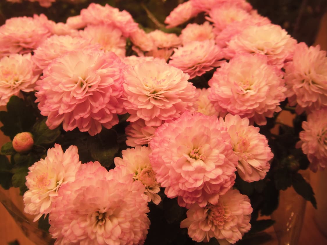 FUJIFILM FINEPIX Z300 후지필름 파인픽스 디카 상품이미지7