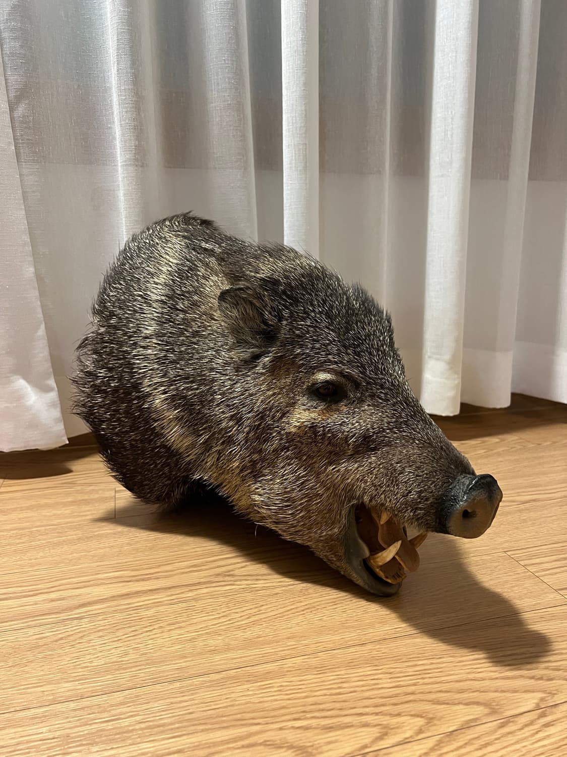 Javelina 숄더마운트 박제 헌팅트로피 상품이미지5