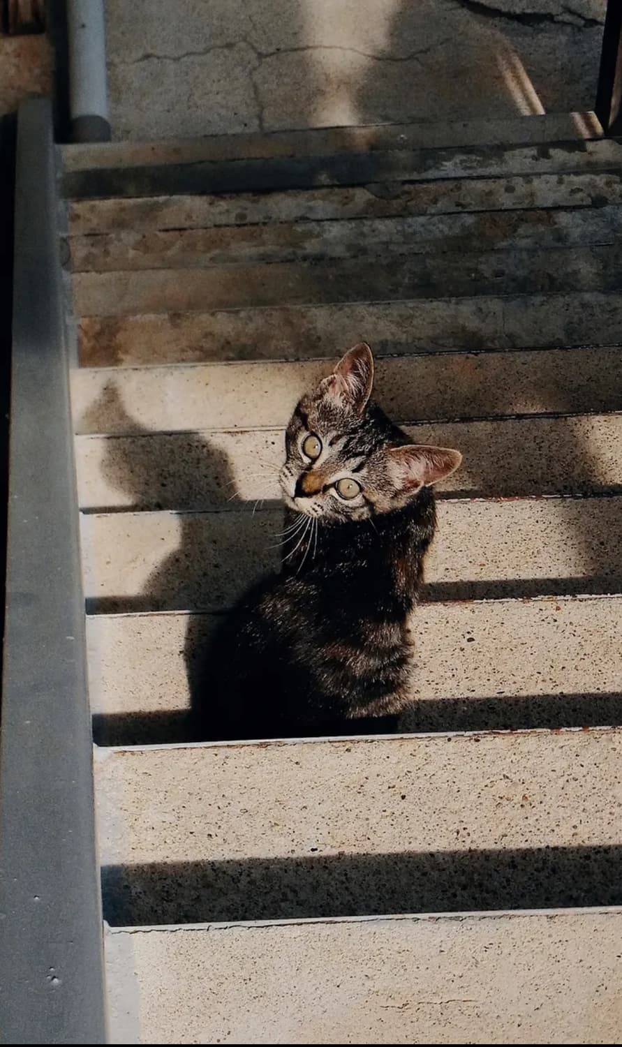 키키픽 필카감성! 인스타 최적화 리코(Ricoh) CX3 블랙 상품이미지7