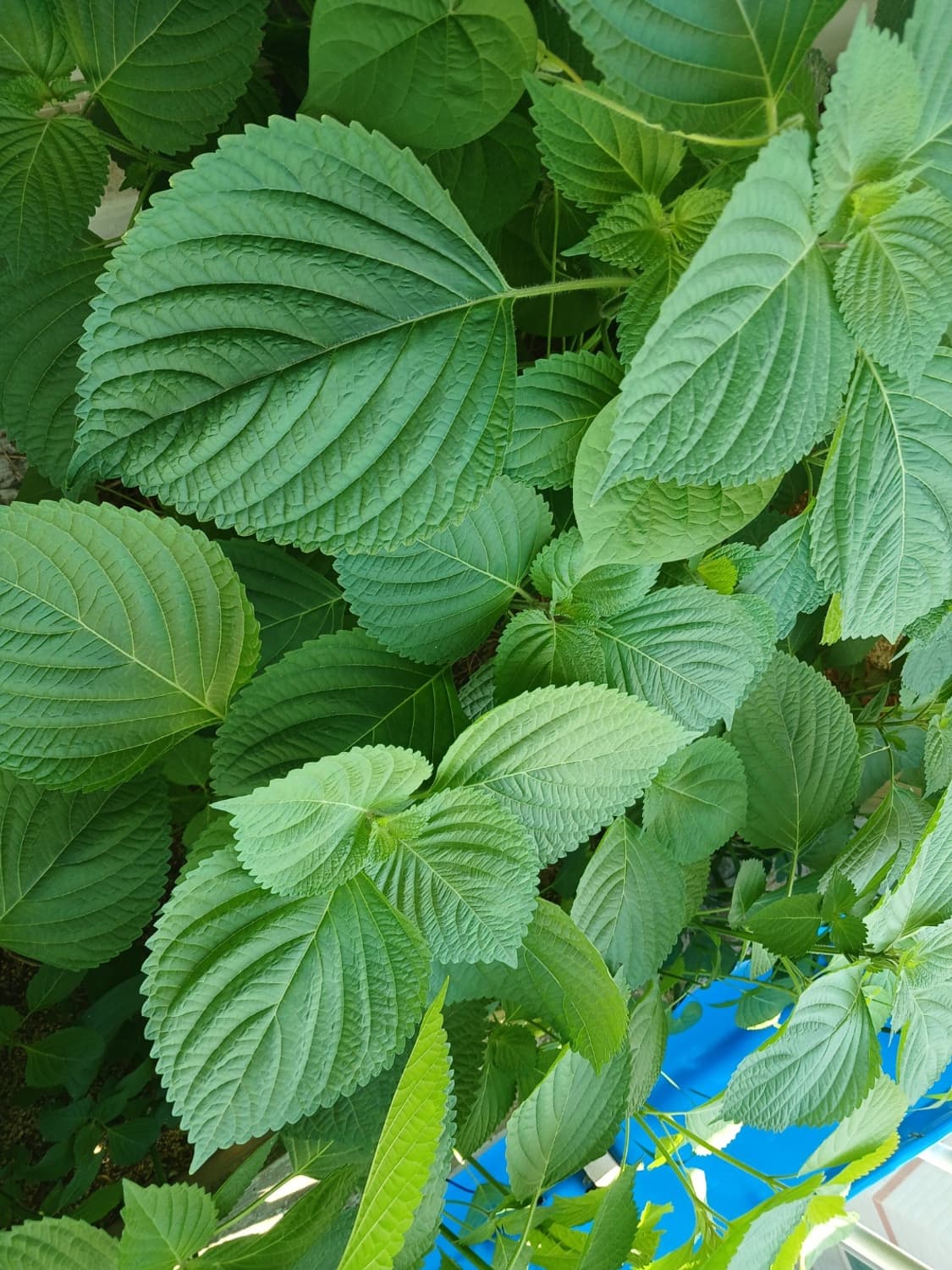 책거래 개인결제창 상품이미지1