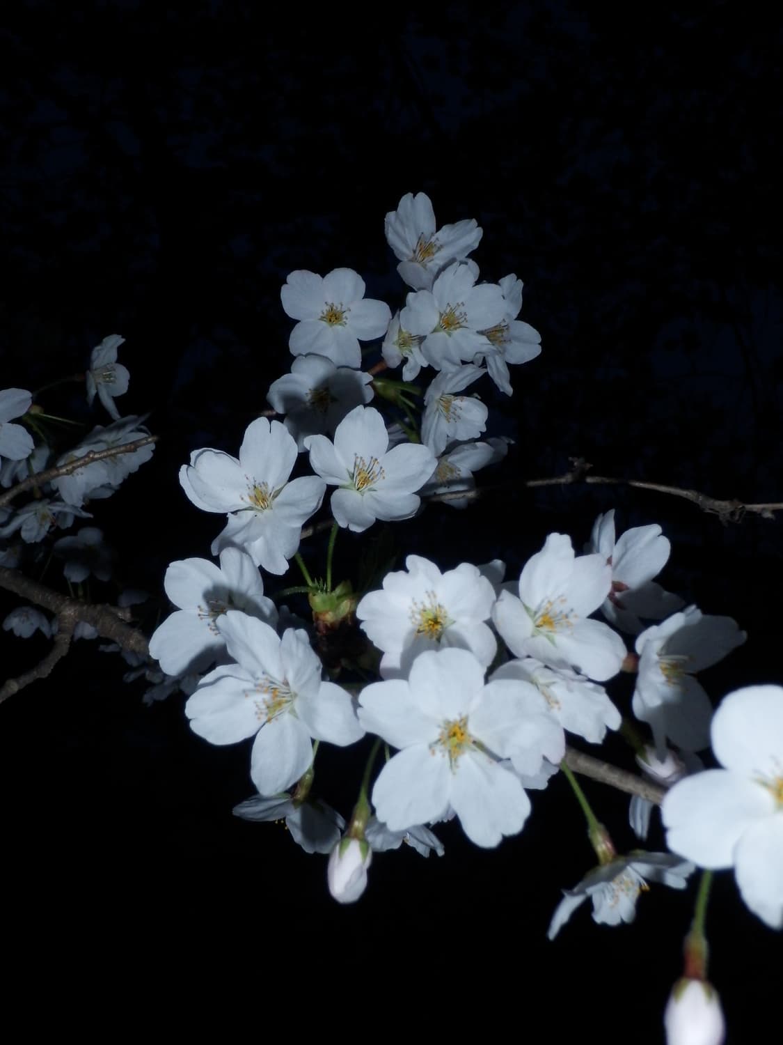 올림푸스 sh-21 골드 상품이미지4