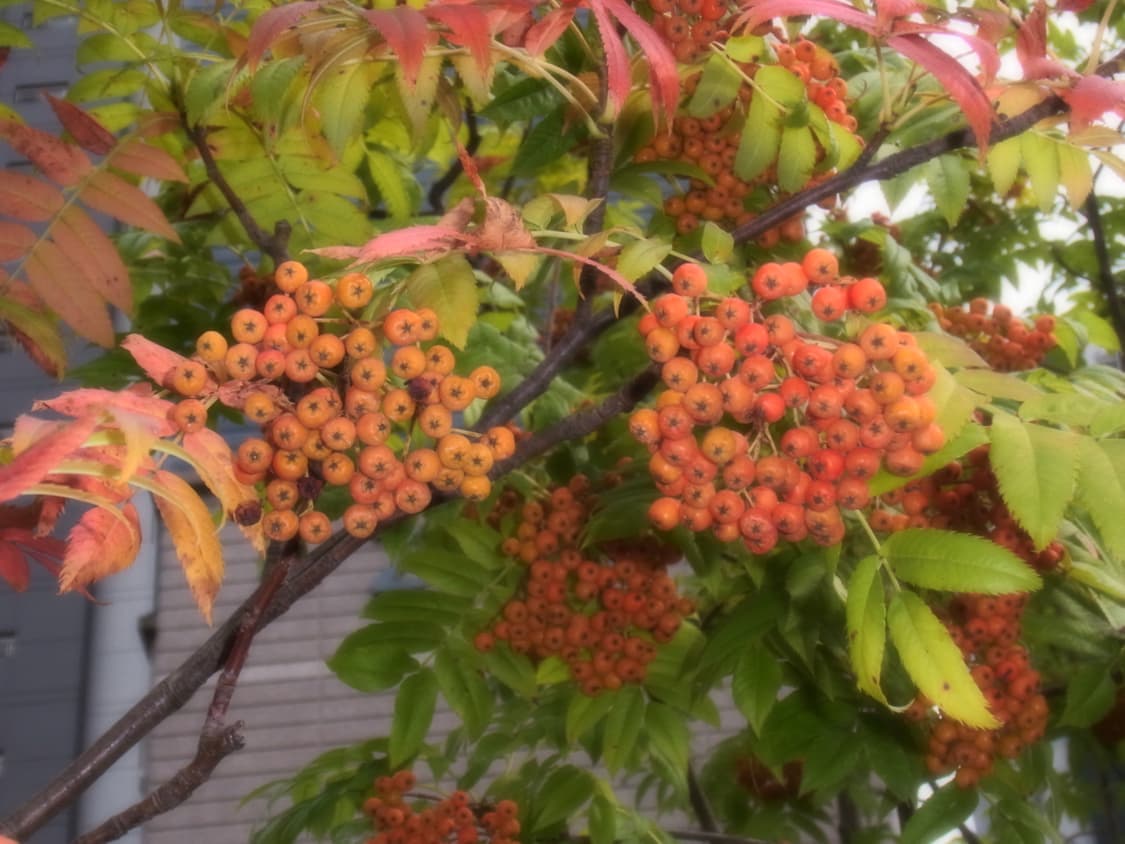 희귀 색상 미품/리코 cx5 디지털 카메라 디카 소프트 포커스 상품이미지5