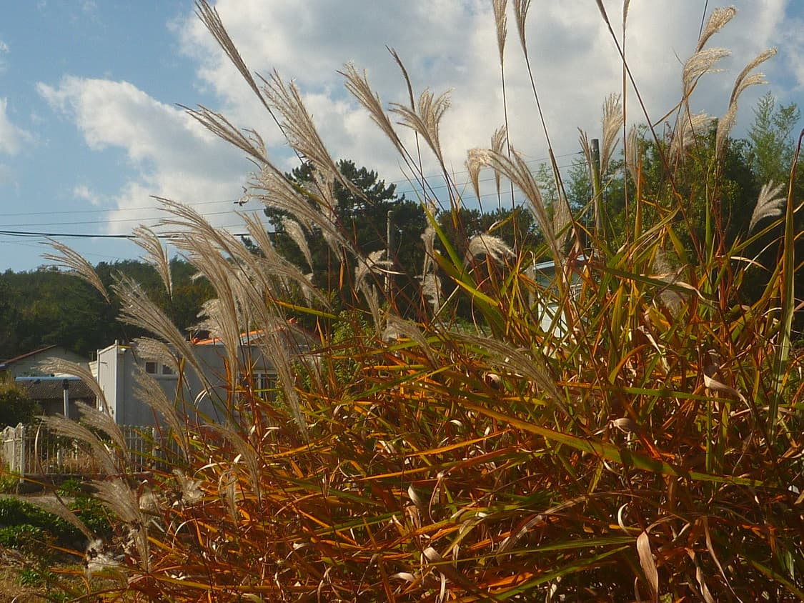 (작례 o) 파나소닉 루믹스 dmc-ft1 상품이미지8