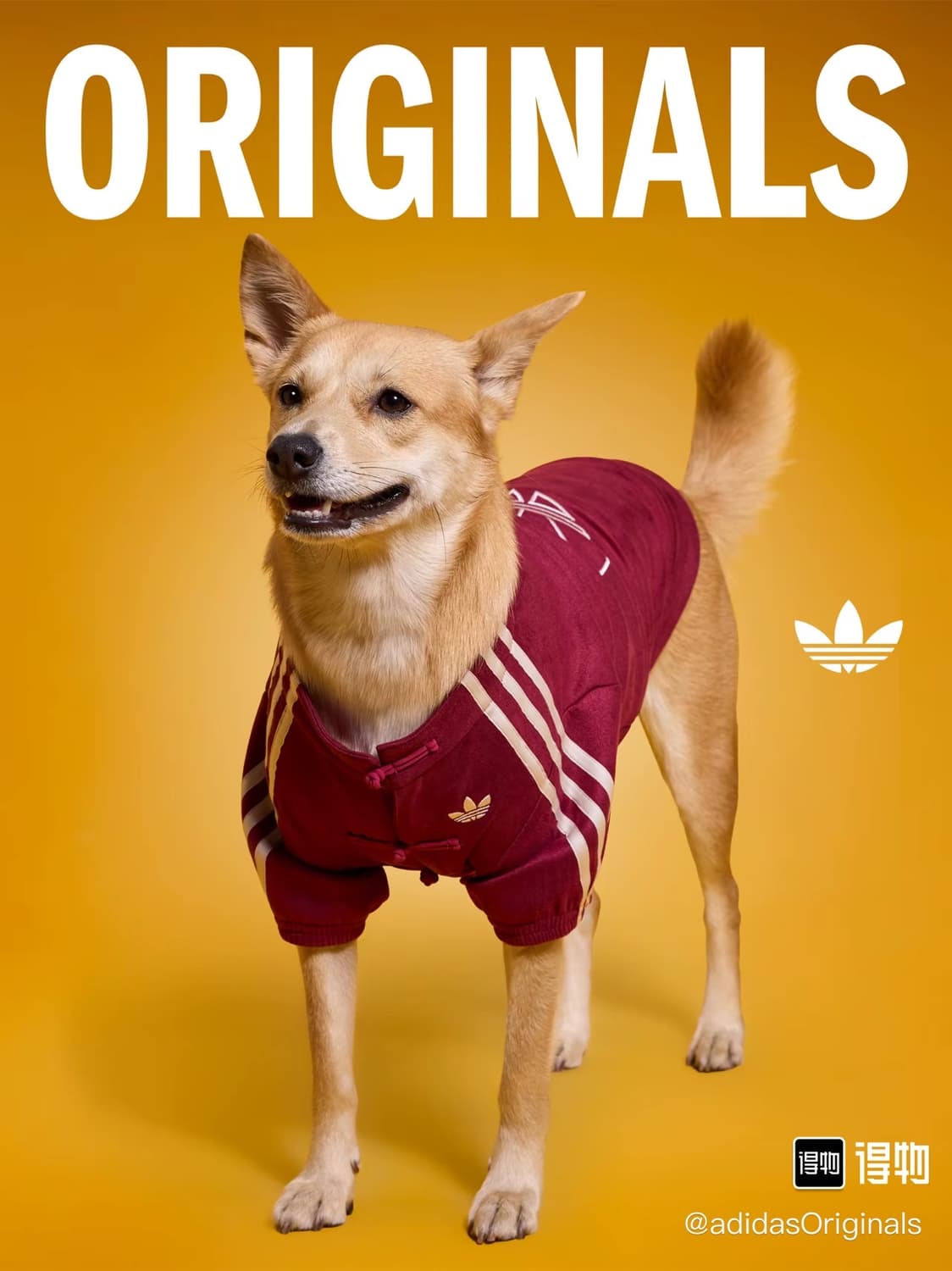 아디다스 강아지 고양이 옷 중티다스 상품이미지3