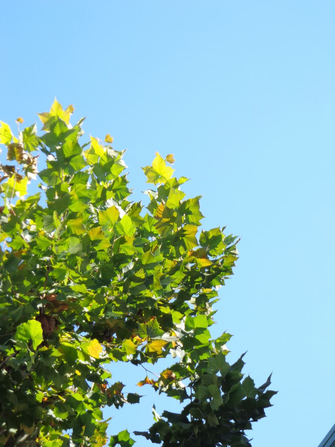 소니 핑크 디카 dsc-w630  상품이미지9