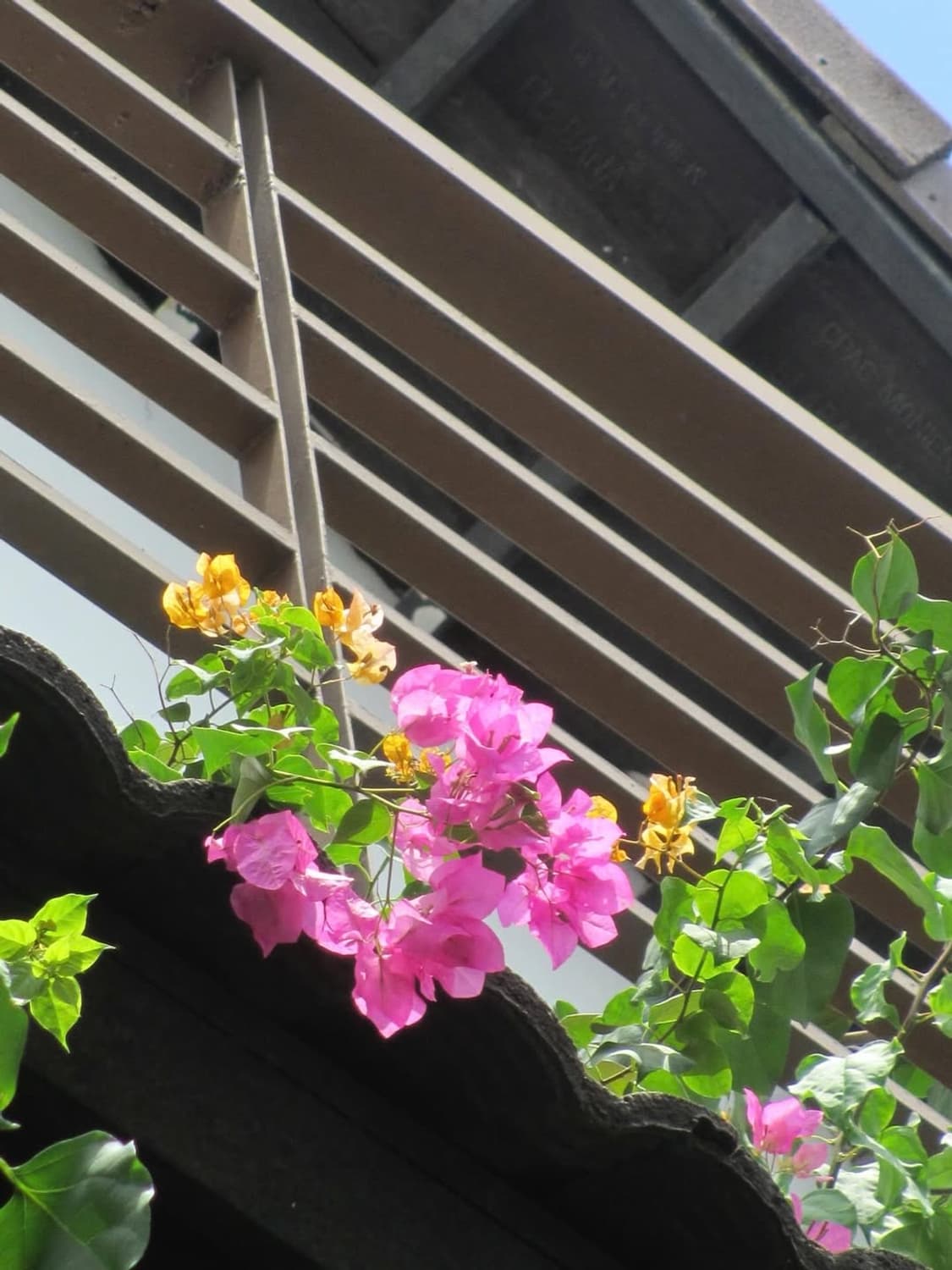 준민트급 ✨) Canon IXY 600F IXUS125HS / 작례O 상품이미지5