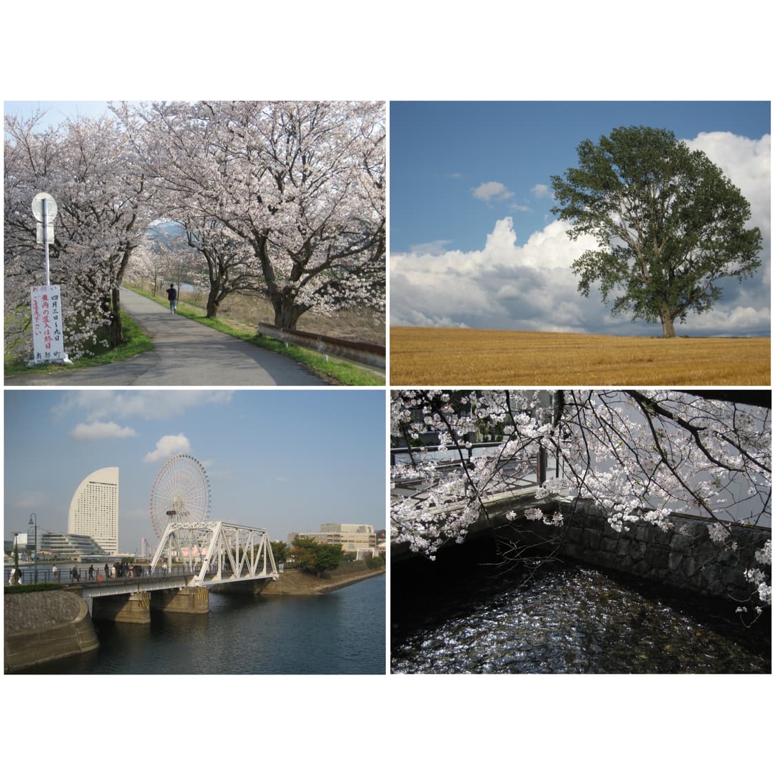 캐논 익시 70 (익서스 60) 실버 빈티지디카 상품이미지2