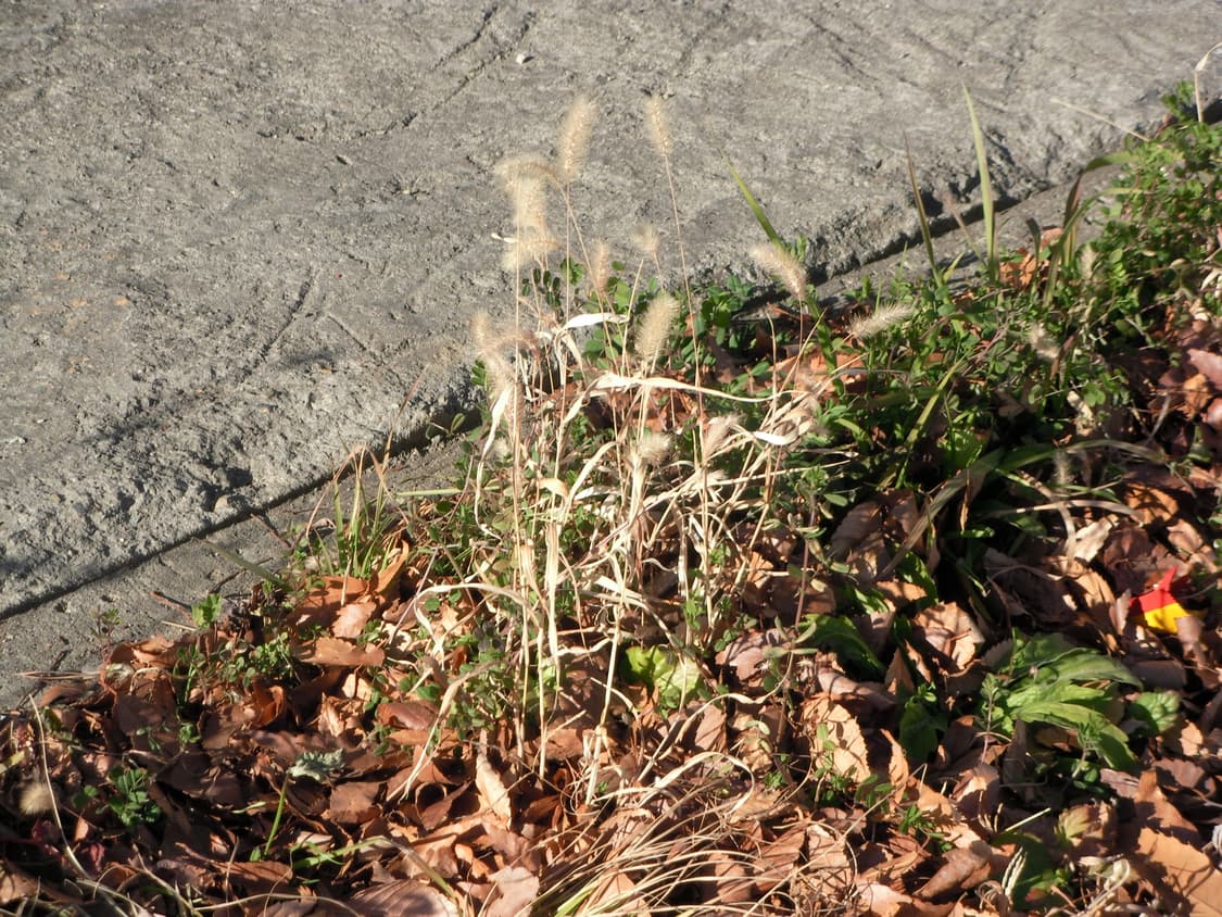 빈티지 디카 리코 Caplio R50 (작례 포함) 상품이미지9