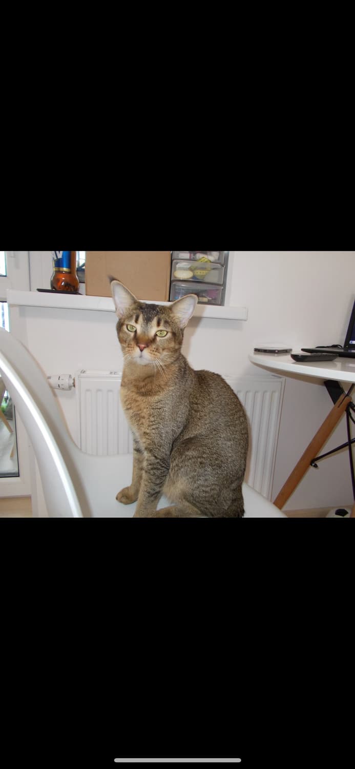 입문용추천) 니콘 쿨픽스 L27 Nikon Coolpix 작례 O 상품이미지10