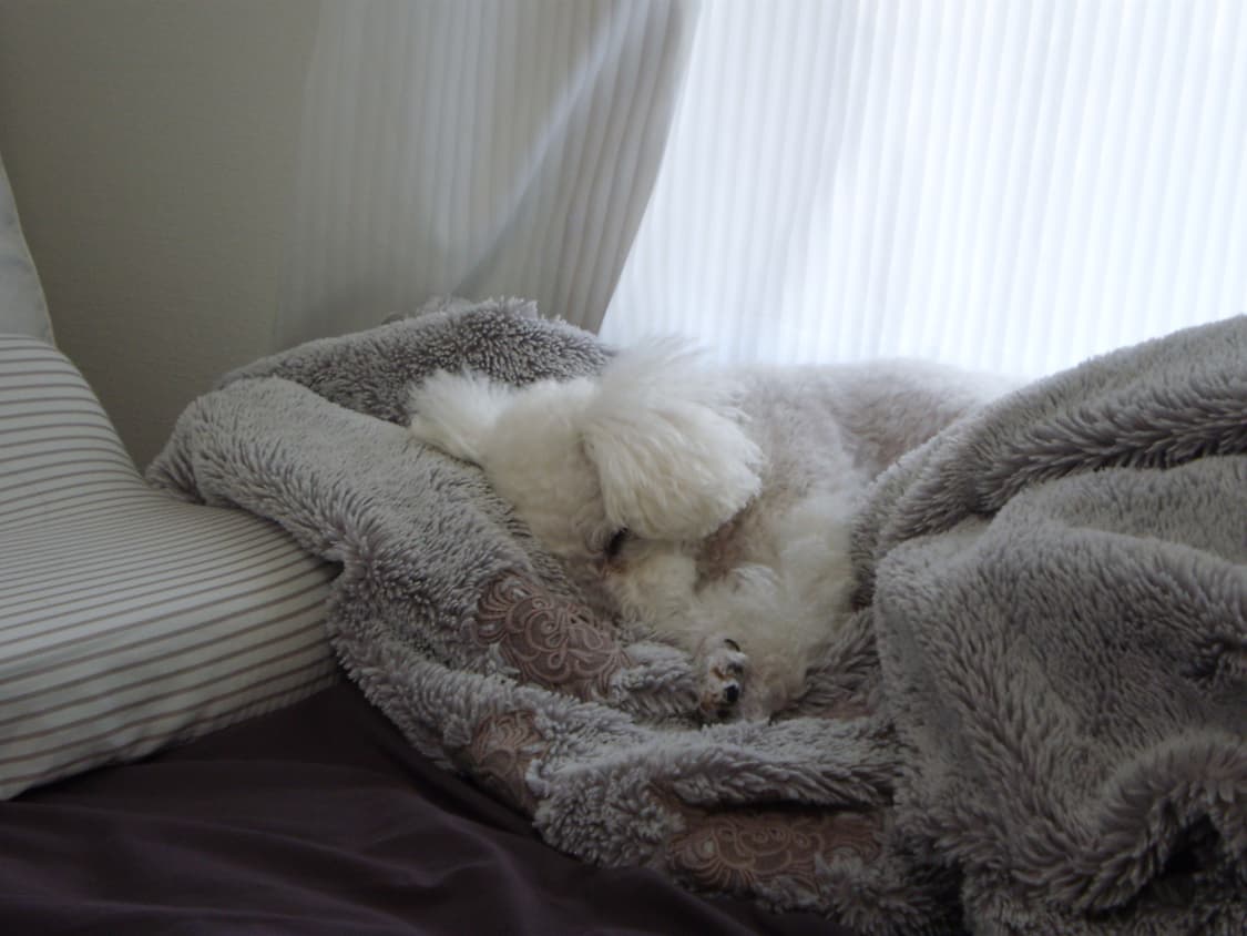 올림푸스 FE20 빈티지 디지털카메라 상품이미지10