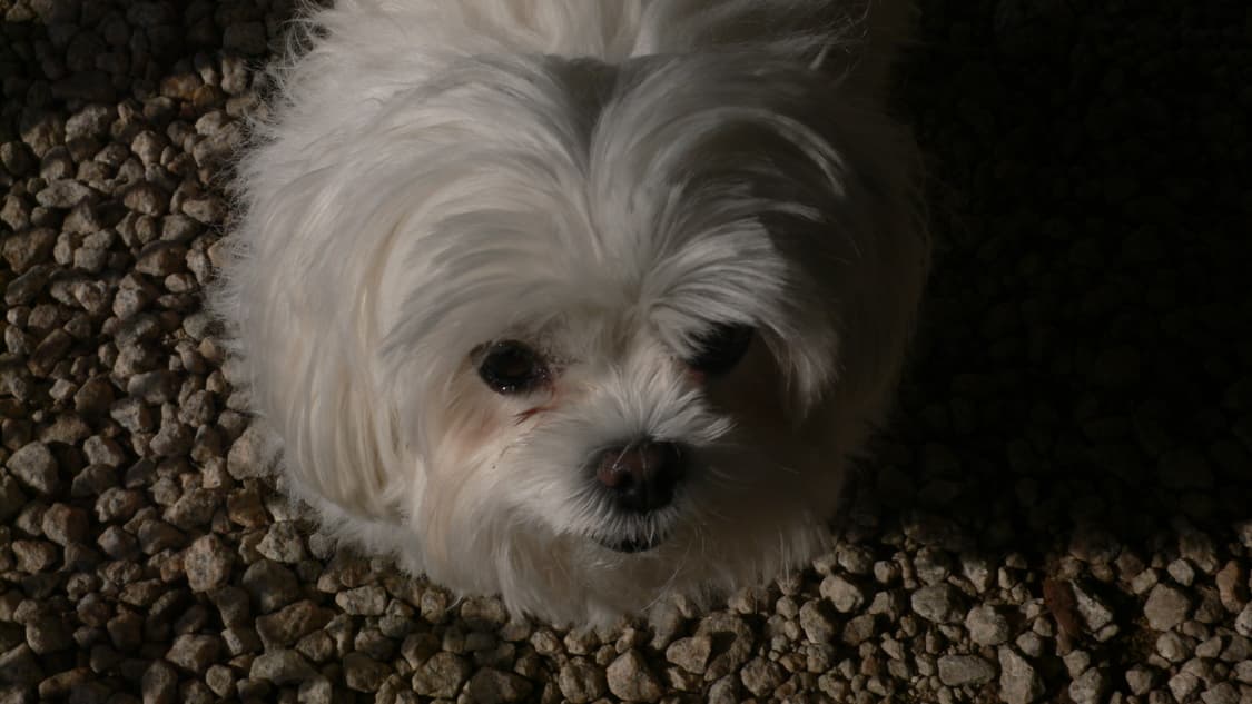 파나소닉 루믹스 LX1 (직접찍은 작례) 상품이미지5