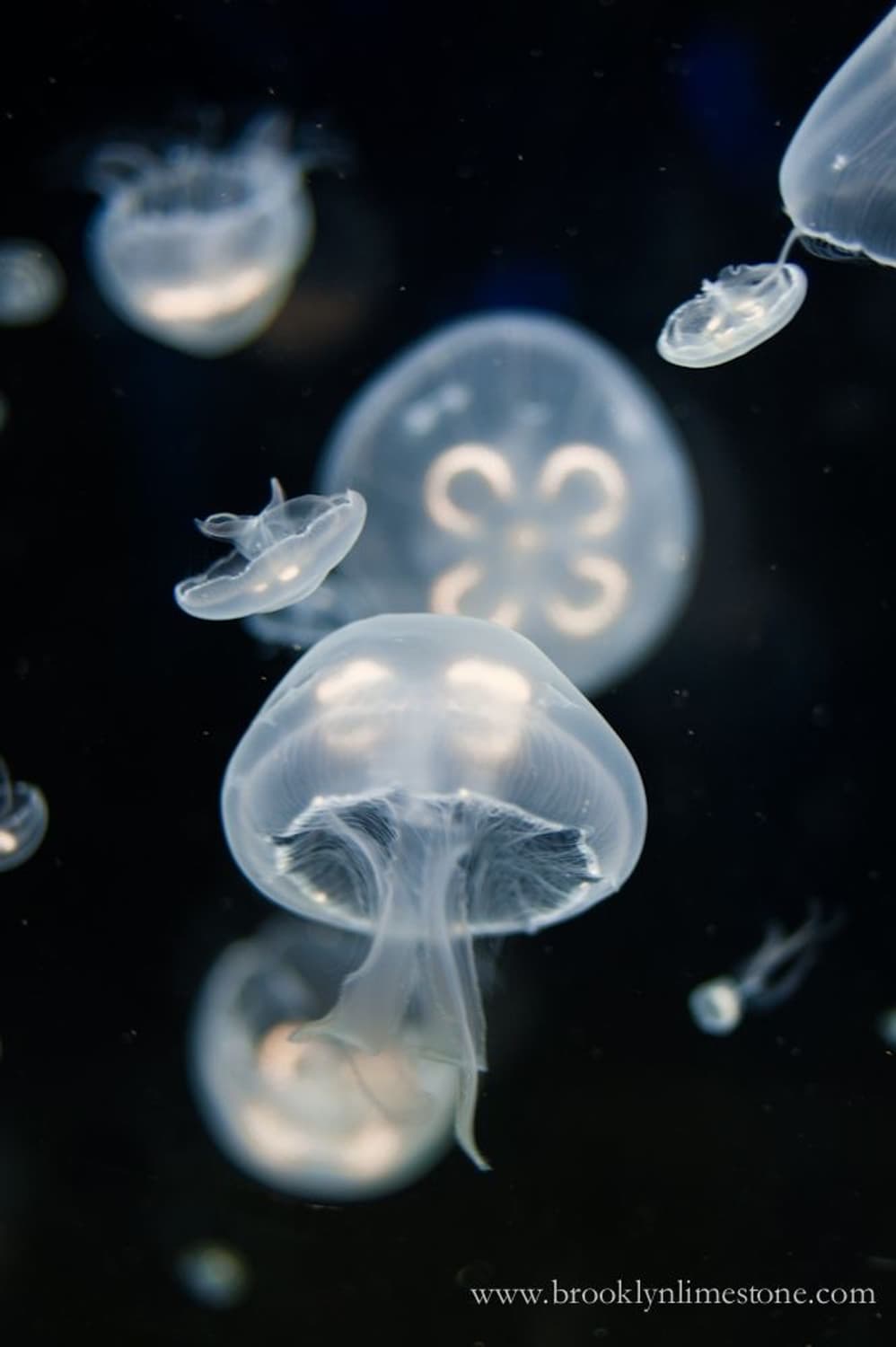 yhs1653 전용페이지 브랜디멜빌 상품이미지1