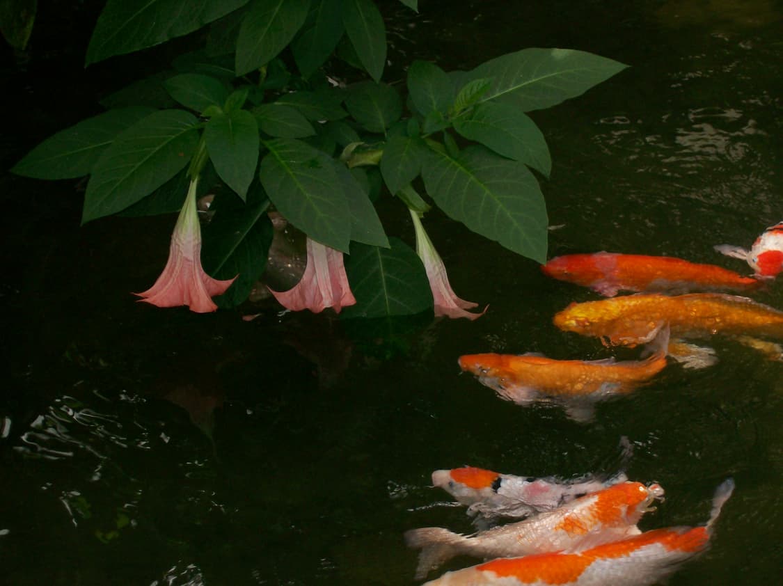 이지쉐어 C613 펄 화이트 Kodak Easyshare C613  상품이미지9