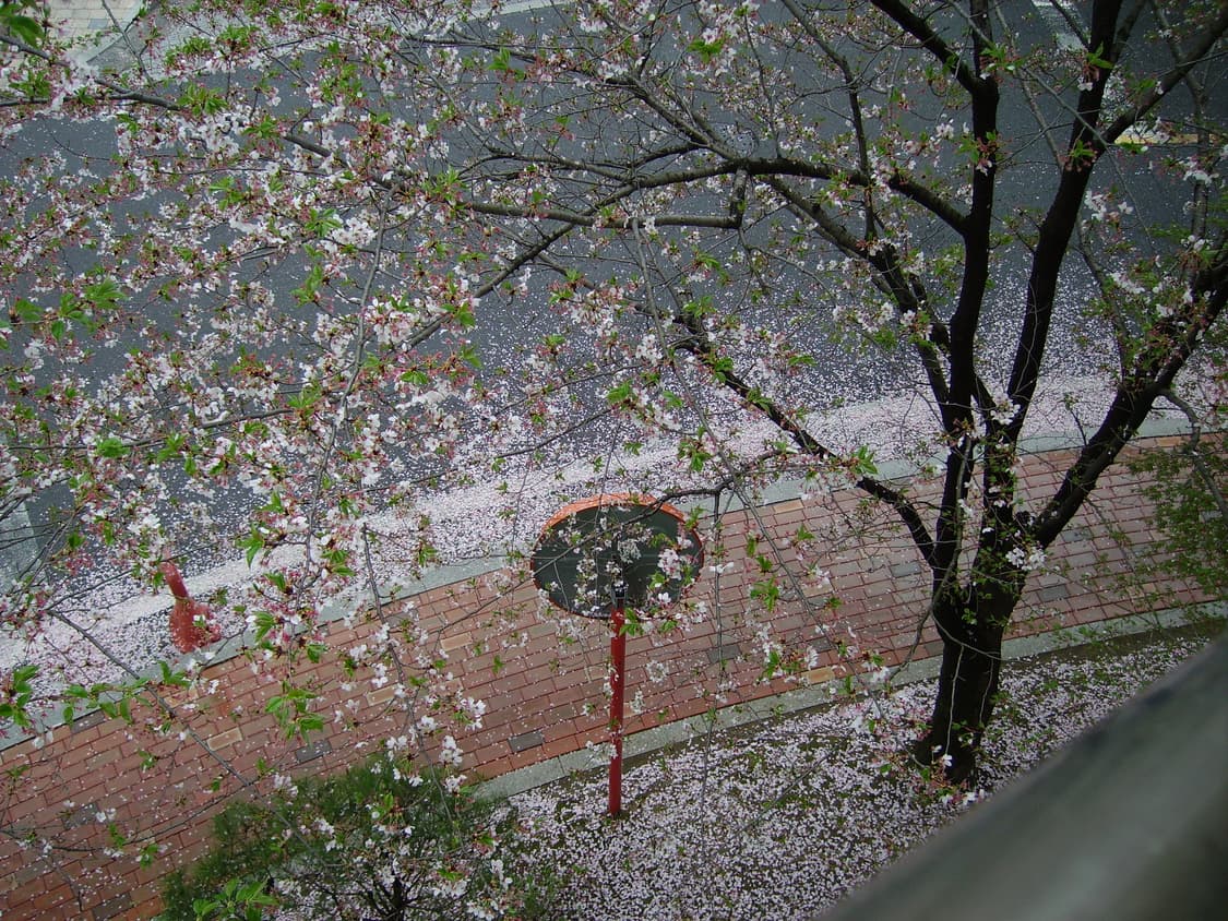 Pentax optio 60 (펜탁스 옵티오 60) 상품이미지9