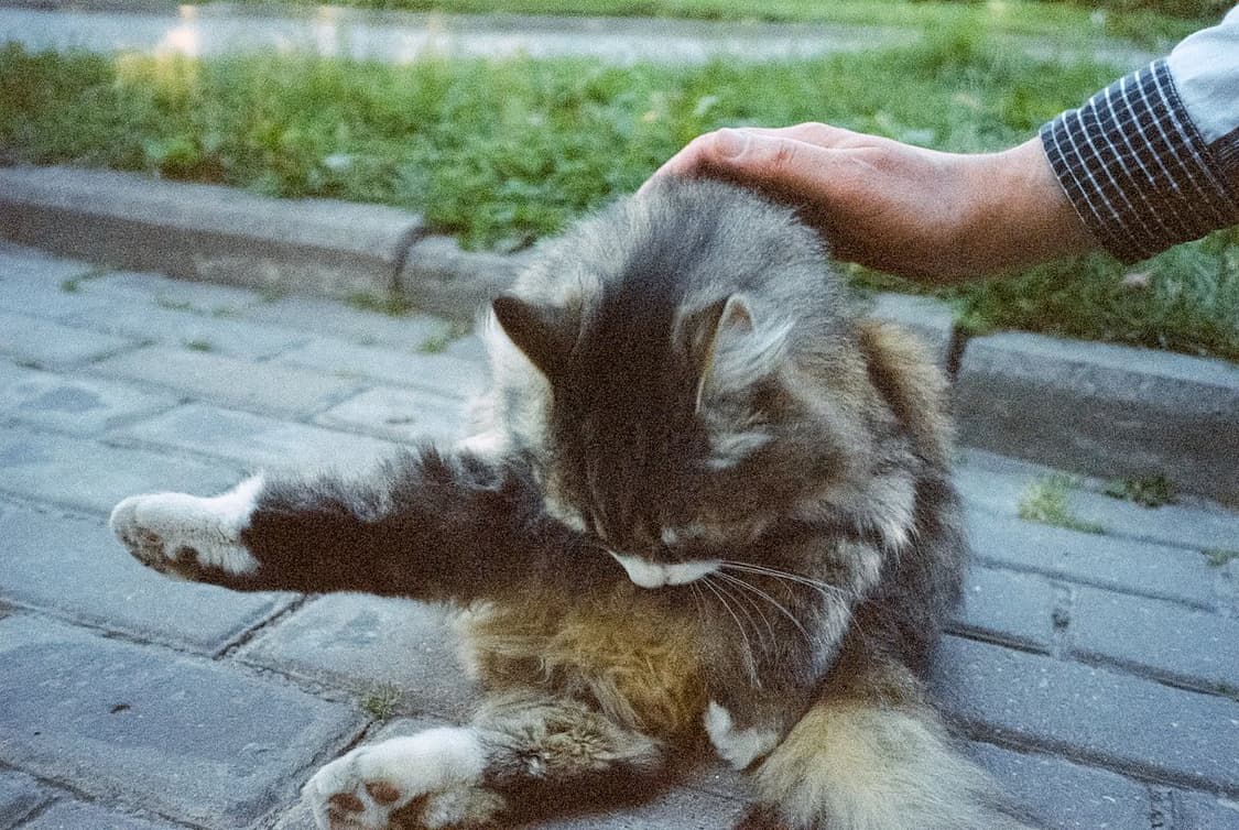 작례O 초소형 삼성 af 슬림 q 필름카메라 빈티지 필카 상품이미지2