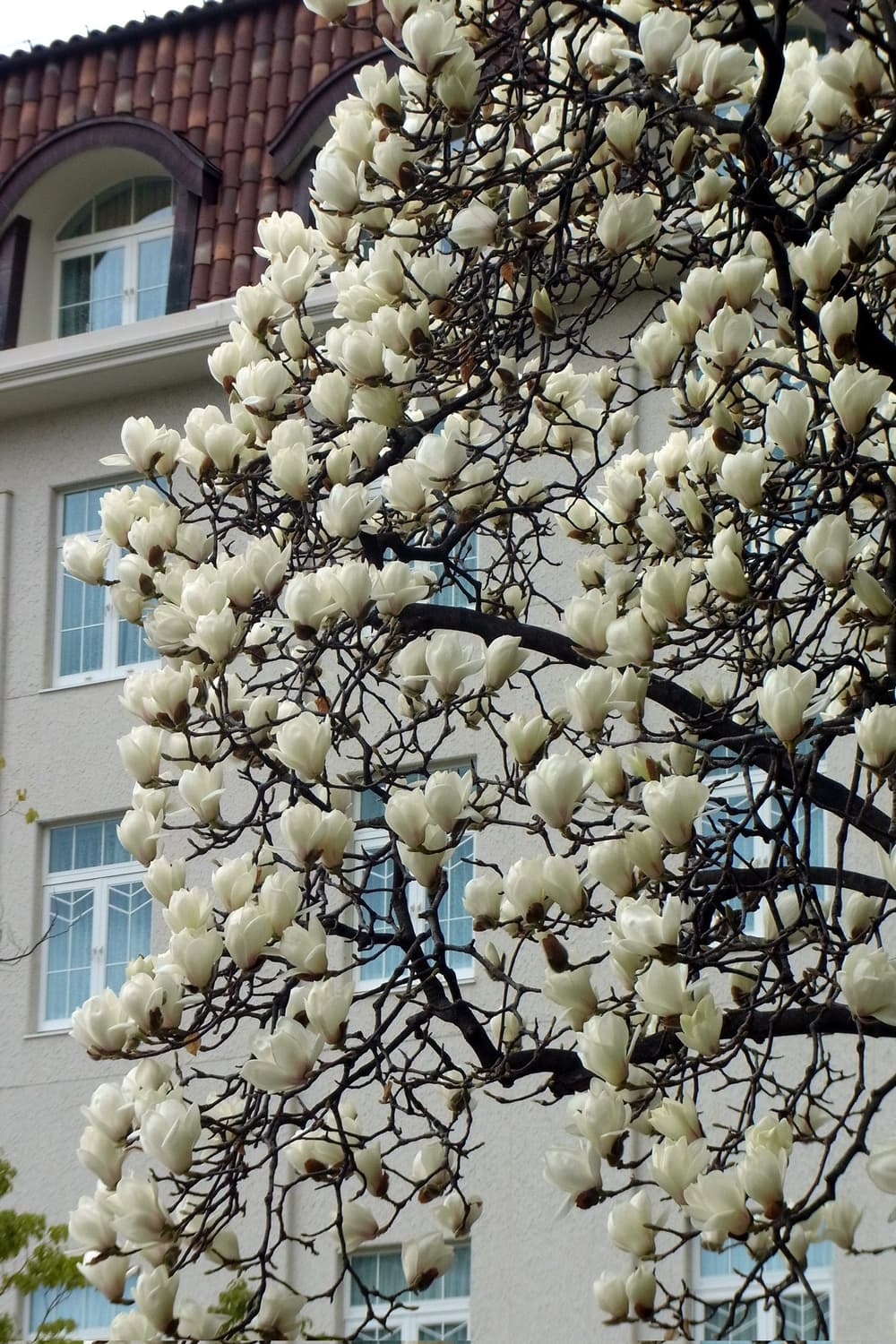 리코 CX5 핑크 🩷고급 줌 + 선명한 결과물 디카 ✨ 상품이미지10