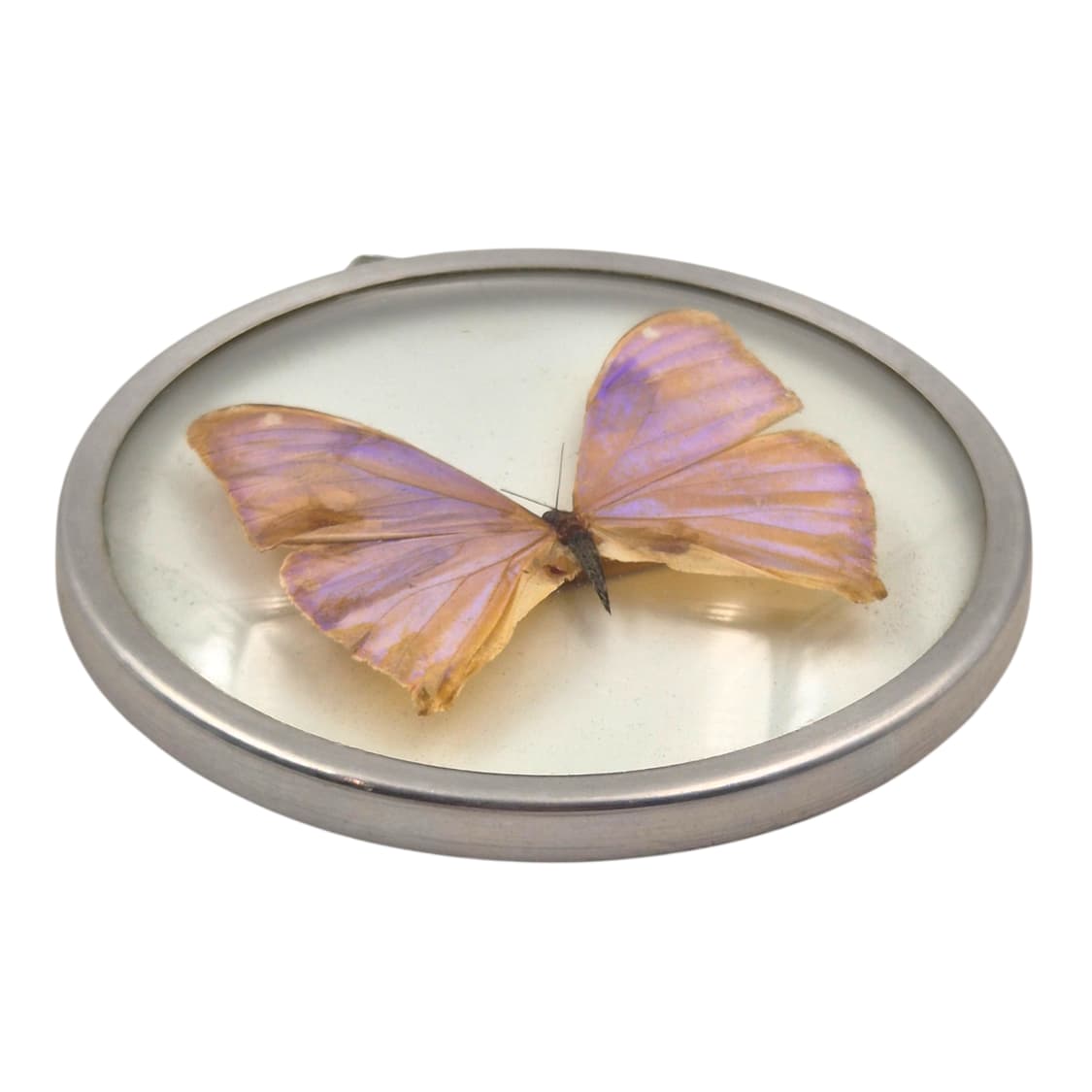 70s 브라질 모르포 빅 나비 글라스 반구 벽걸이 상품이미지3