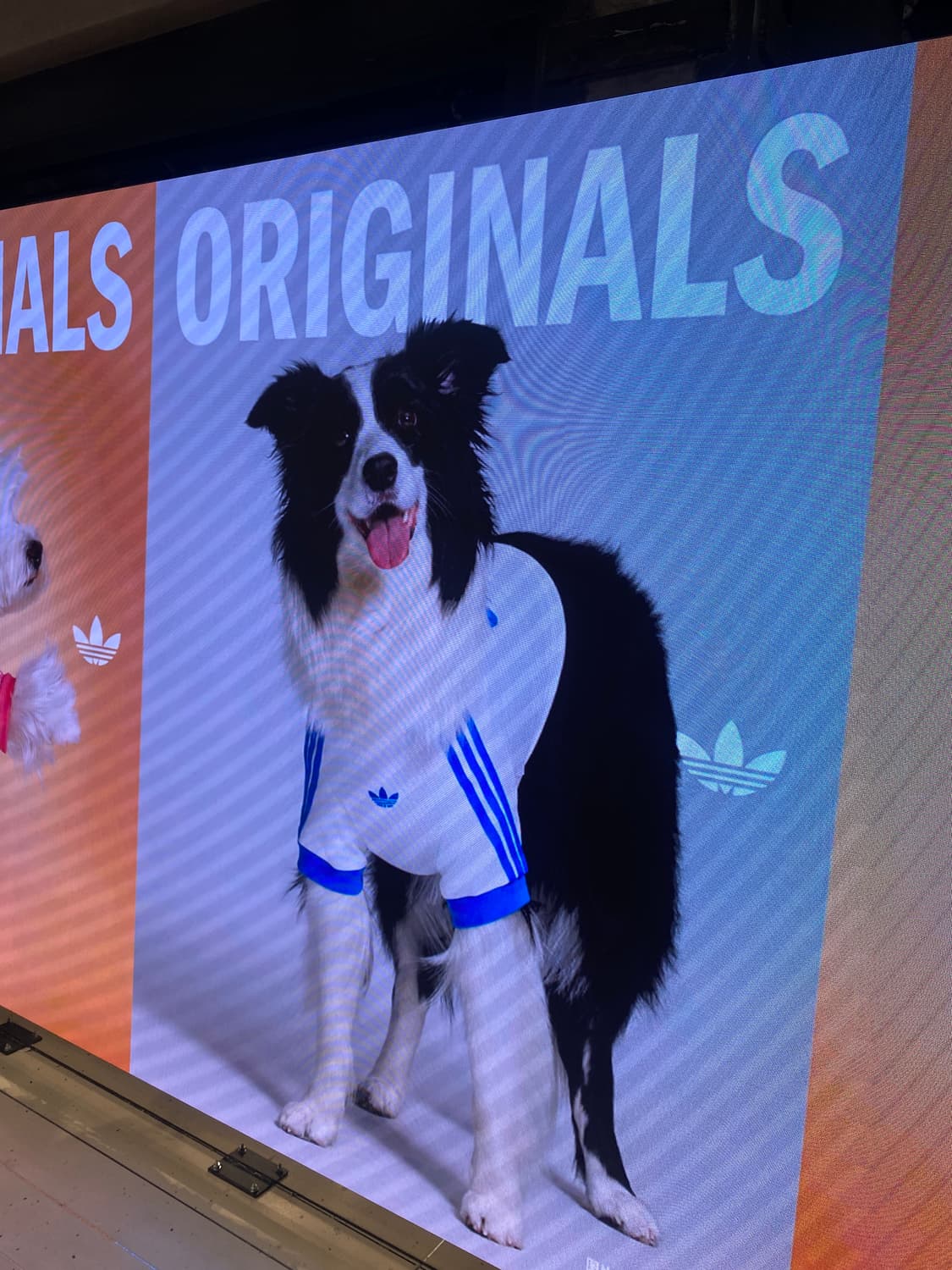 아디다스 펫 캘리 티셔츠 오프 화이트 XL 상품이미지1