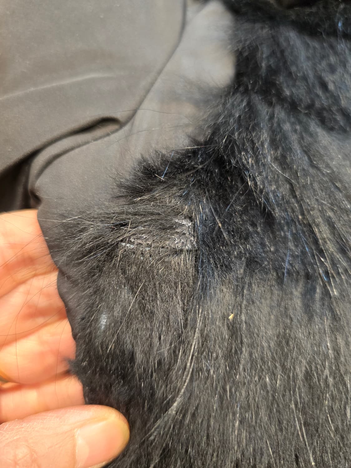 올리브데올리브  털 패딩 다운패딩 44 상품이미지9