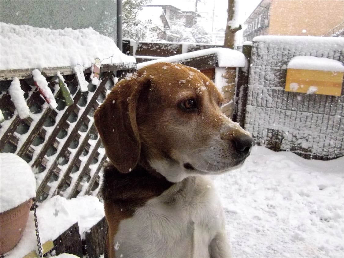 (14가지 스킨🖤) 펜탁스 옵티오 Pentax Optio RS1000 상품이미지10