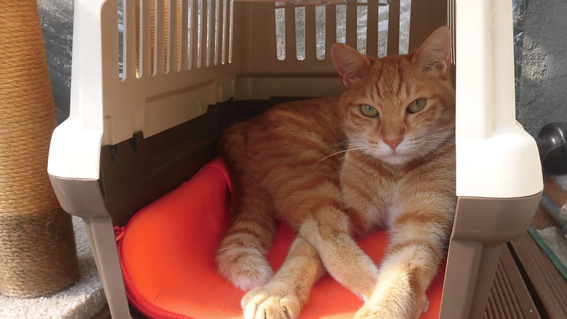 (소프트포커스) 카시오 exilim ex-zs240 디지털카메라 상품이미지9