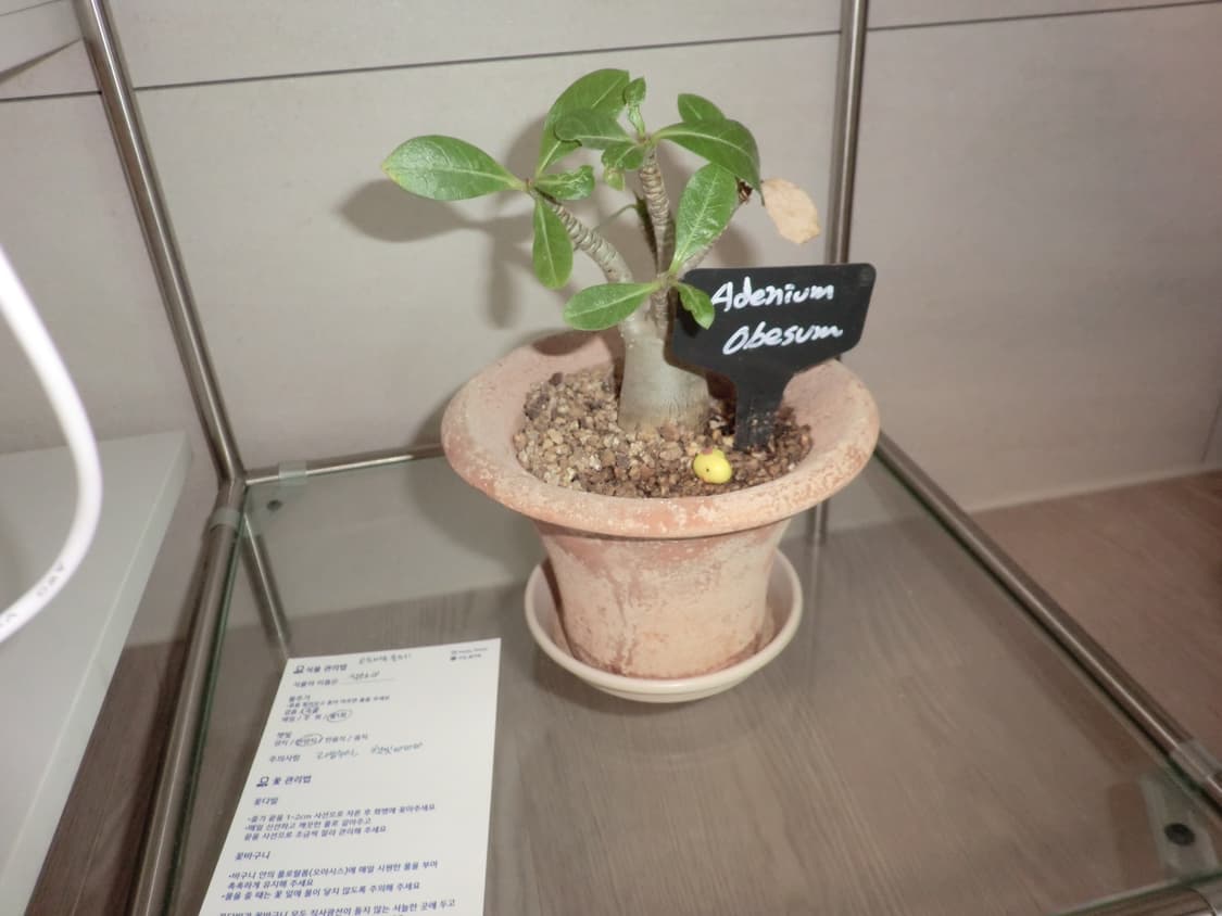 카시오 엑슬림 ex-z2300 casio exilim 상품이미지7