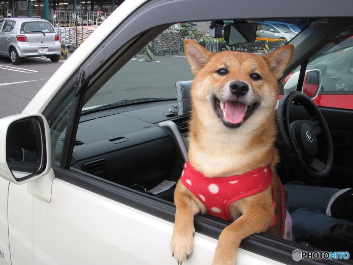 (컴팩트 디카!)  캐논 ixy Digital L  상품이미지7