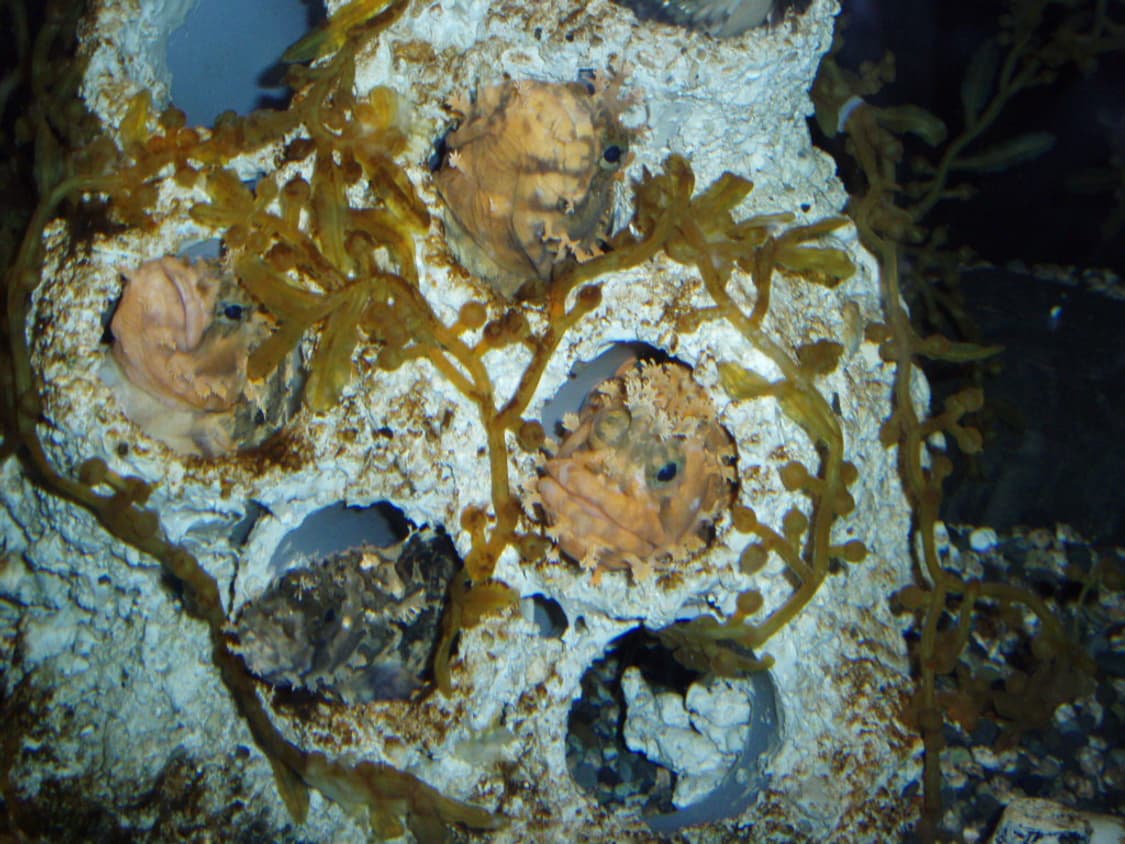 올림푸스 뮤 7010 디카 (빈티지 카메라) 상품이미지6