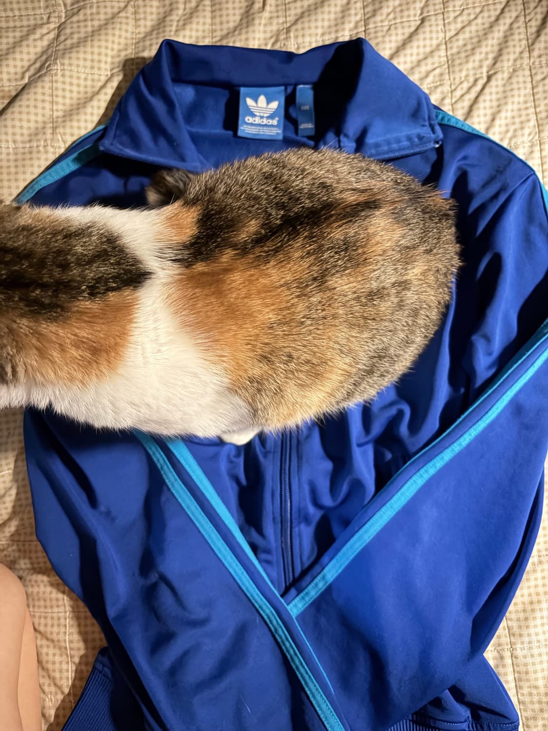 고양이도 선택한 아디다스 파민 져지 상품이미지4