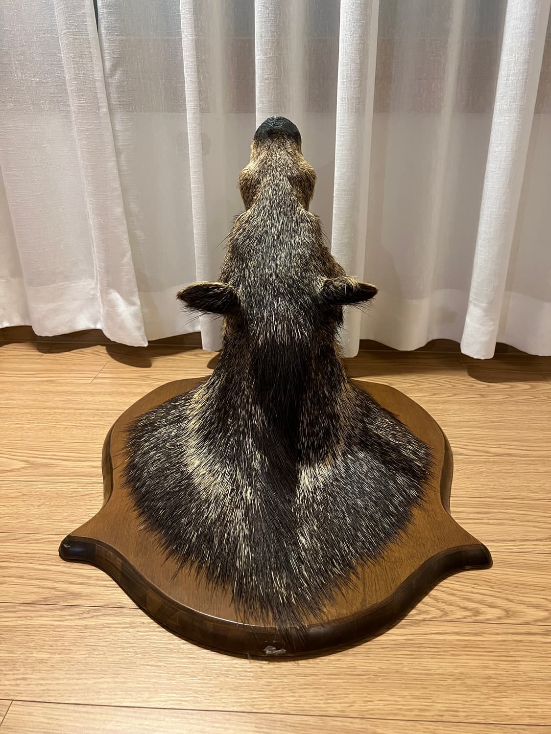 1964년 제작 Javelina 빈티지 헌팅트로피 상품이미지5