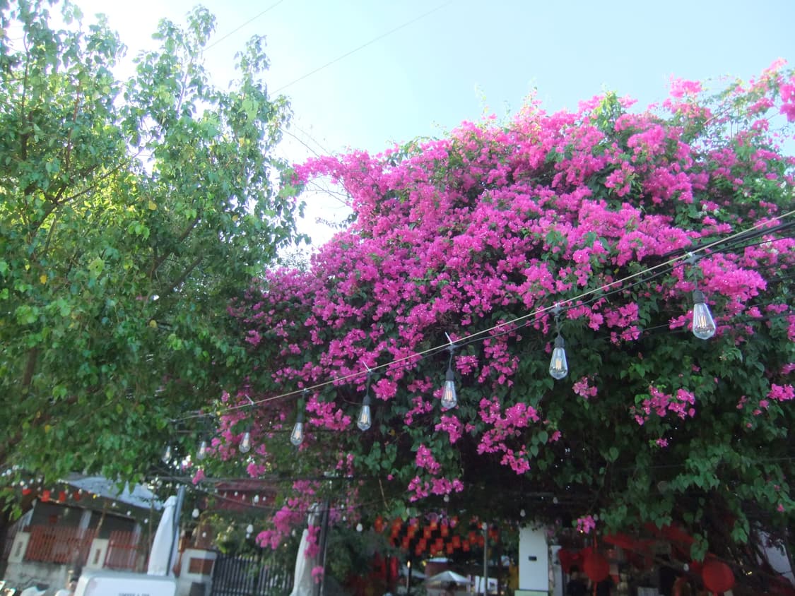 후지필름 f70exr(작례O/무료배송) 상품이미지8