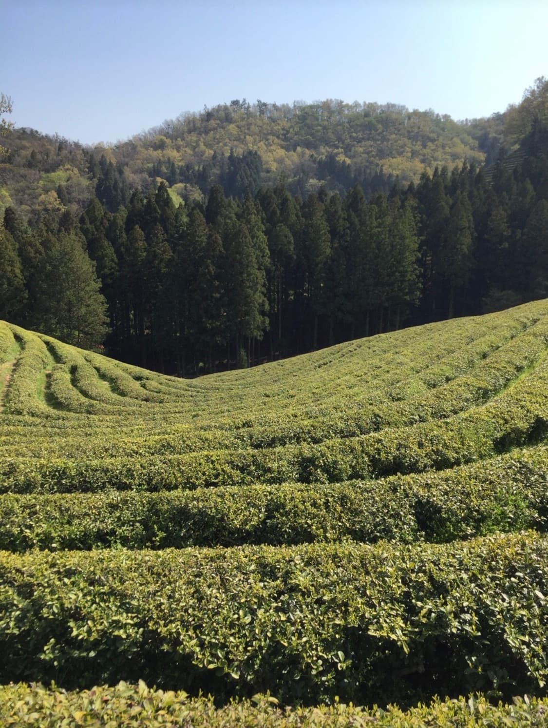 nockturnclub 님 개인거래창 상품이미지1