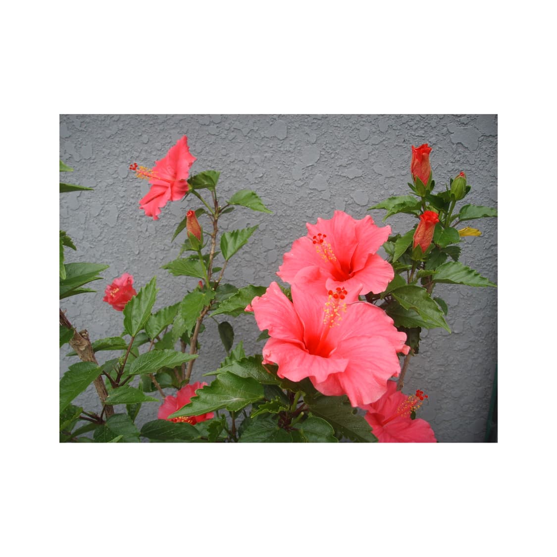 삼성 케녹스 #1mp3 디지털카메라 빈티지디카 상품이미지10