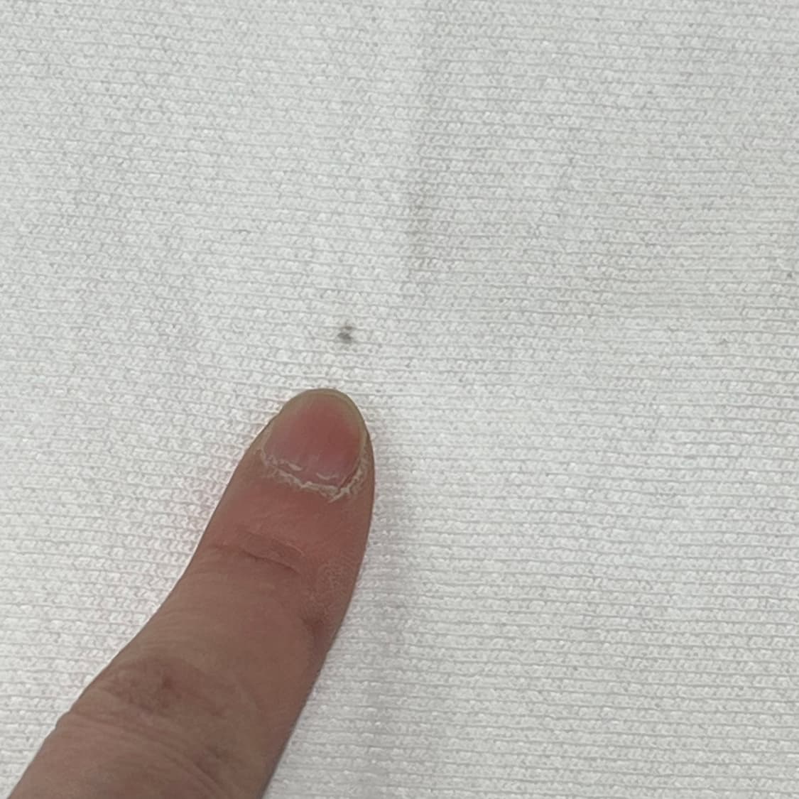 챔피온 리버스위브 스웻셔츠 s10833 상품이미지8