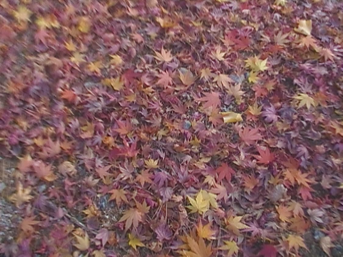 삼성 캠코더 / 디카 상품이미지6