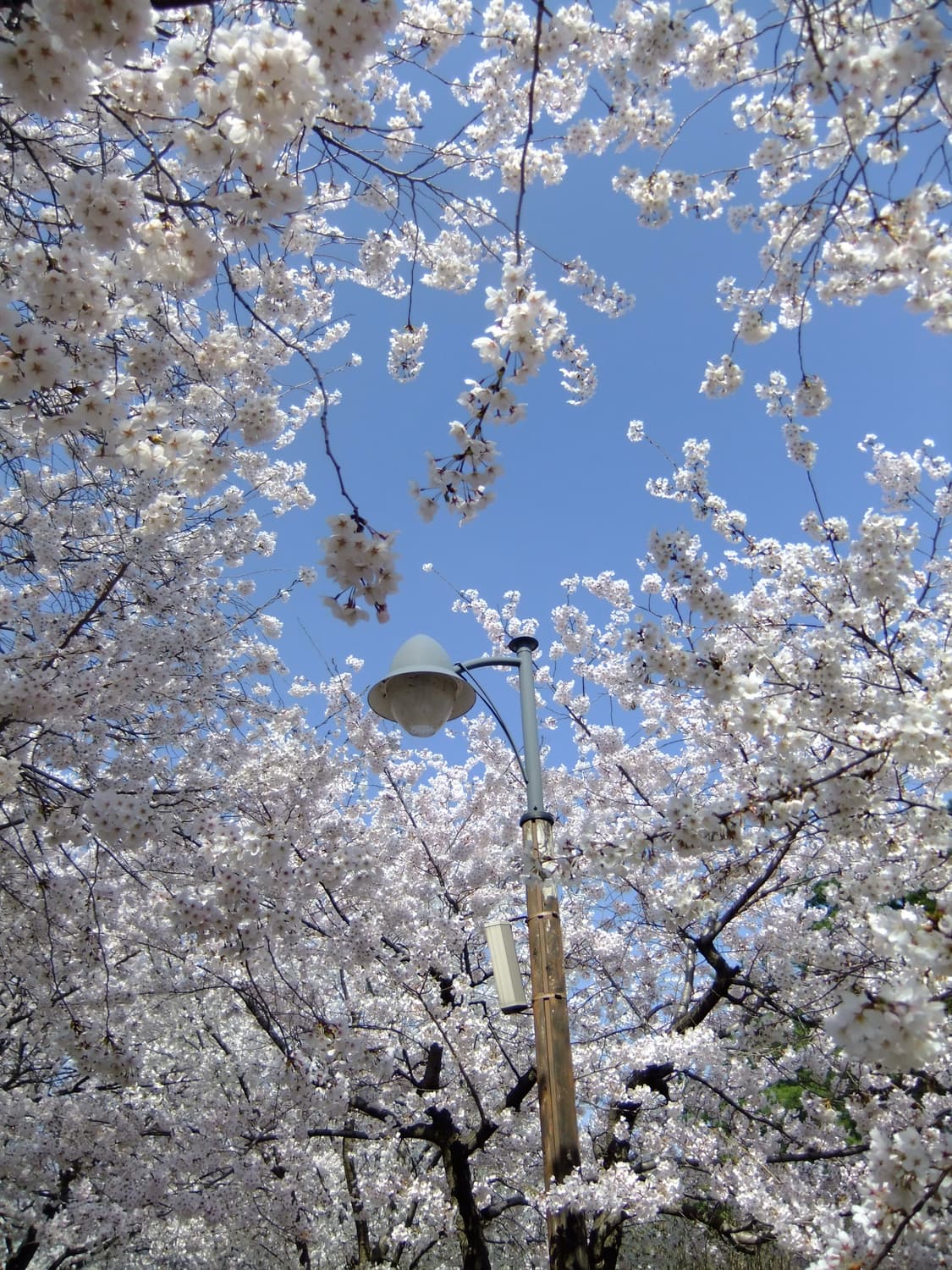 후지필름 F70EXR 핑크 (벚꽃 작례 O ) 상품이미지9