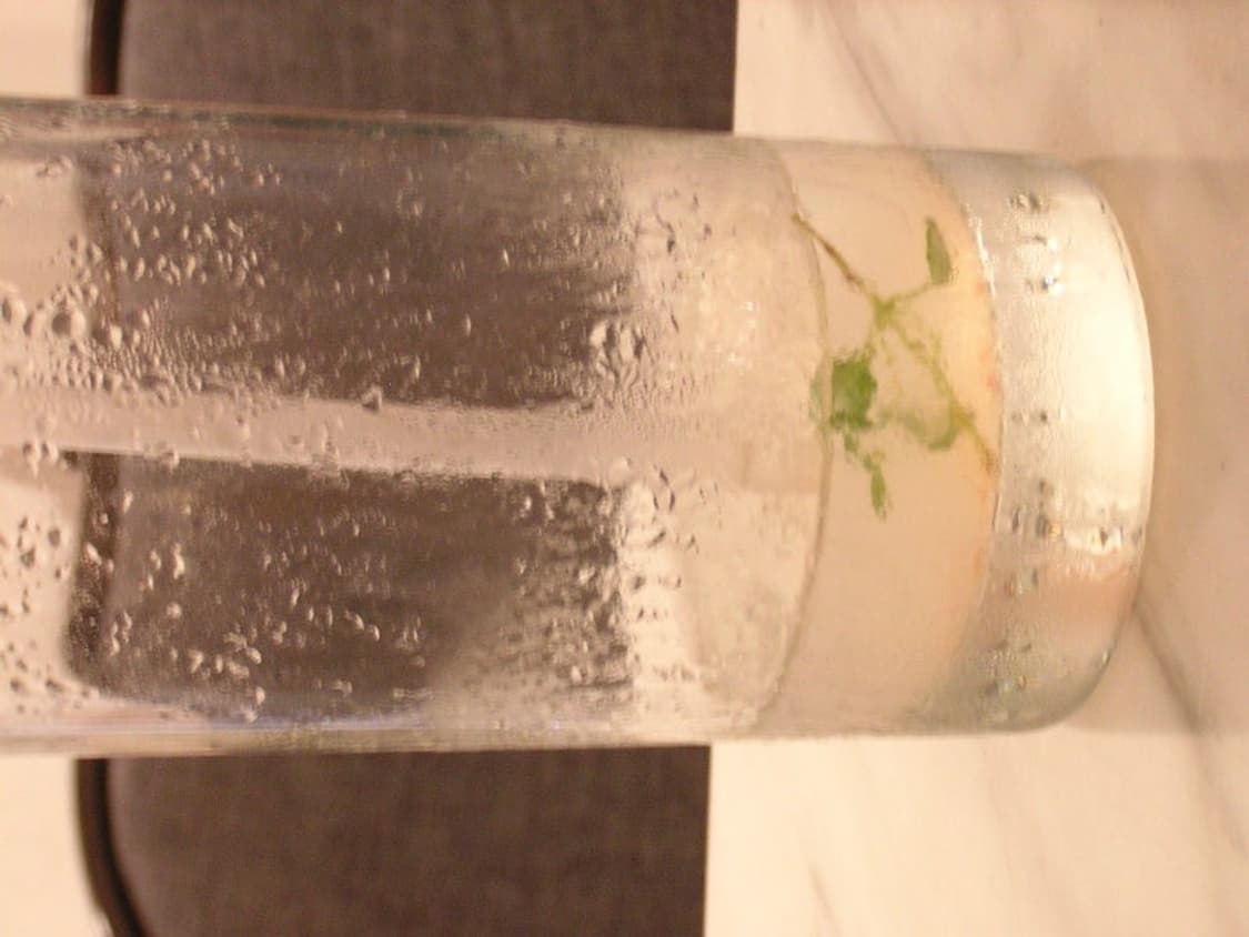 사쿠라픽✨니콘 쿨픽스 nikon coolpix 2100 디카 상품이미지9