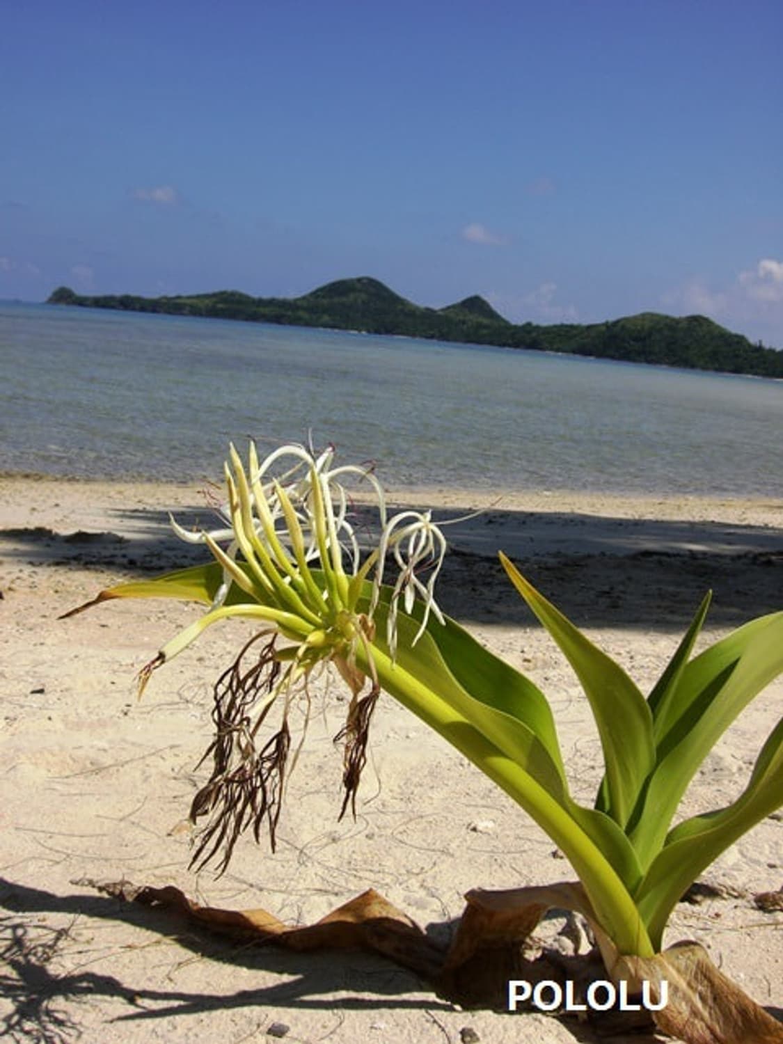 📸 Casio Exilim EX-Z700 상품이미지6