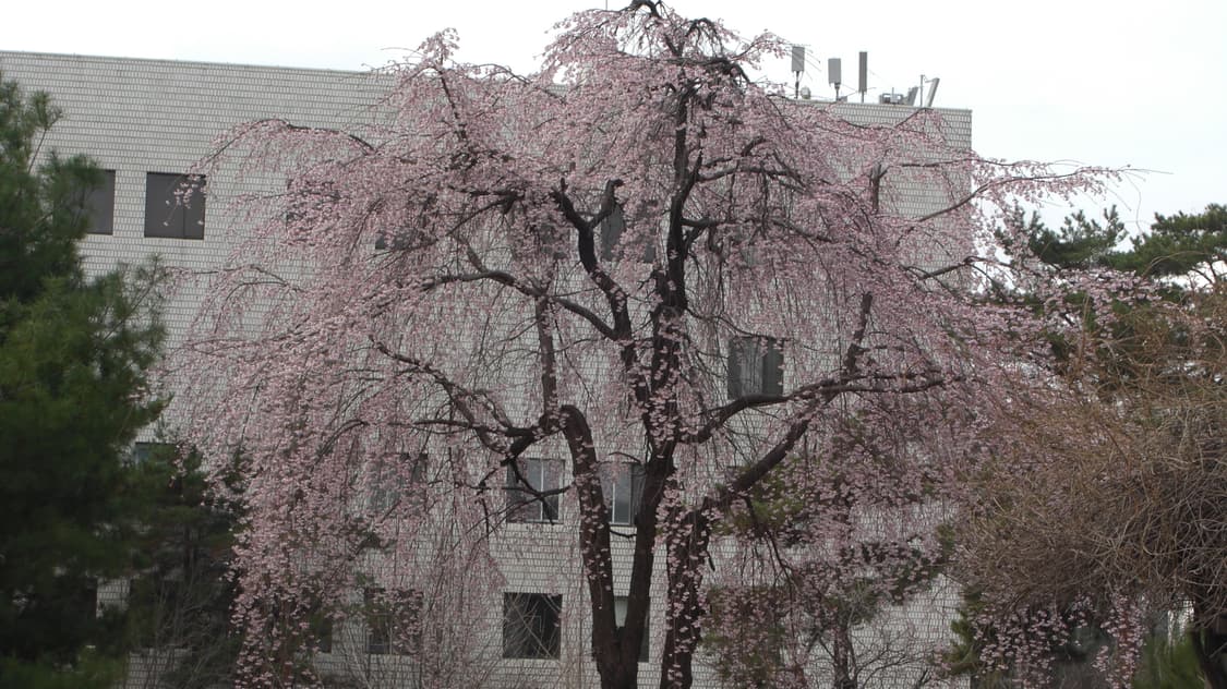 작례O 하자X카시오 엑슬림 ex-z1080 디지털카메라 소프트플래쉬 디카 상품이미지4