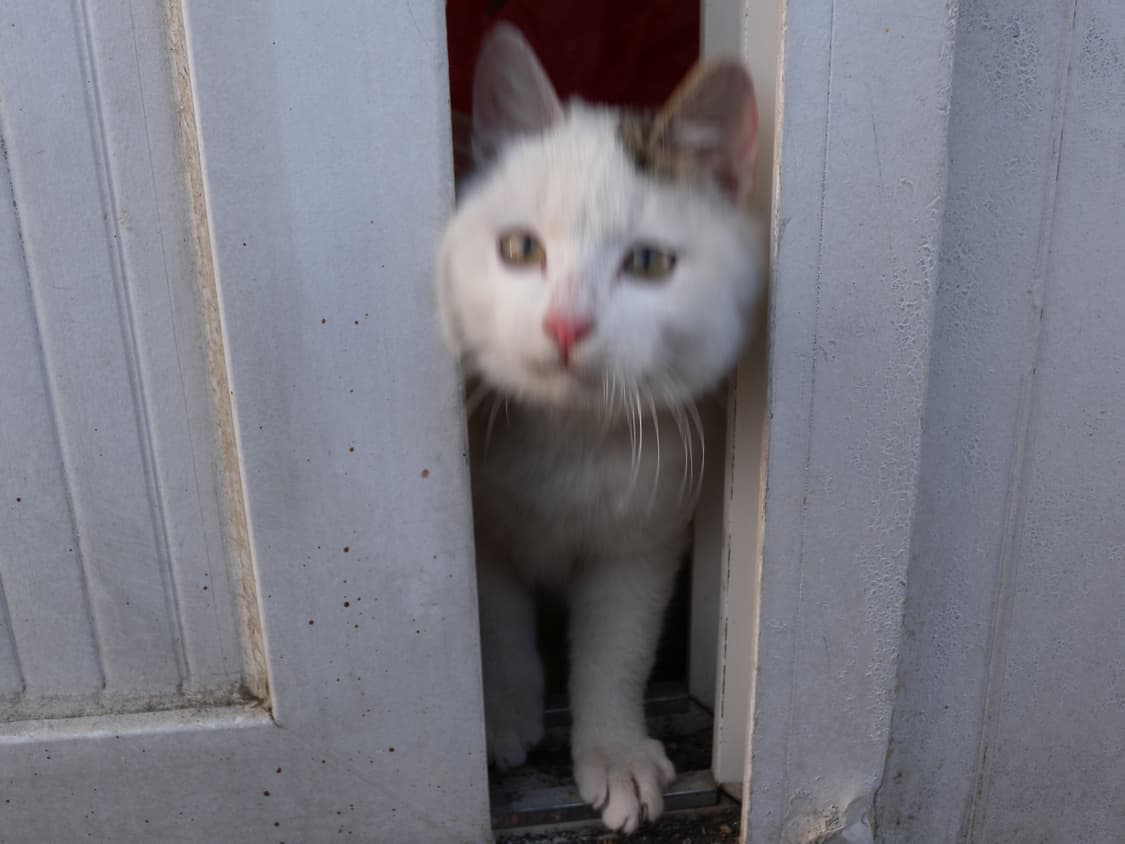 Nikon coolpix p6000 (작례ㅇ) 상품이미지5