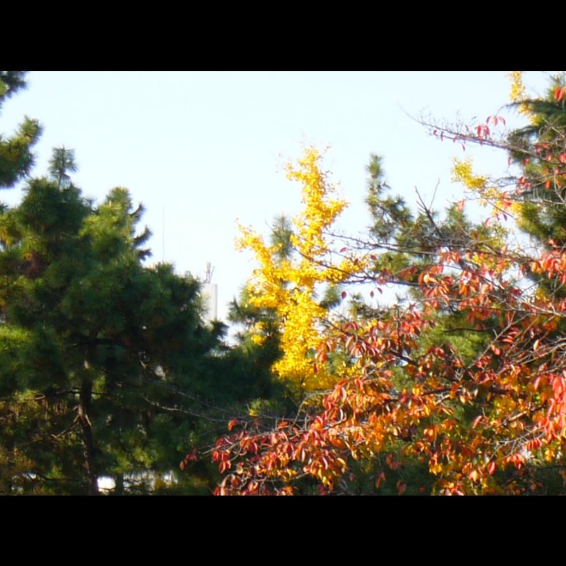 작례⭕️ 파나소닉  루믹스 FX5 실버 메탈릭✨빈티지 디카 상품이미지7