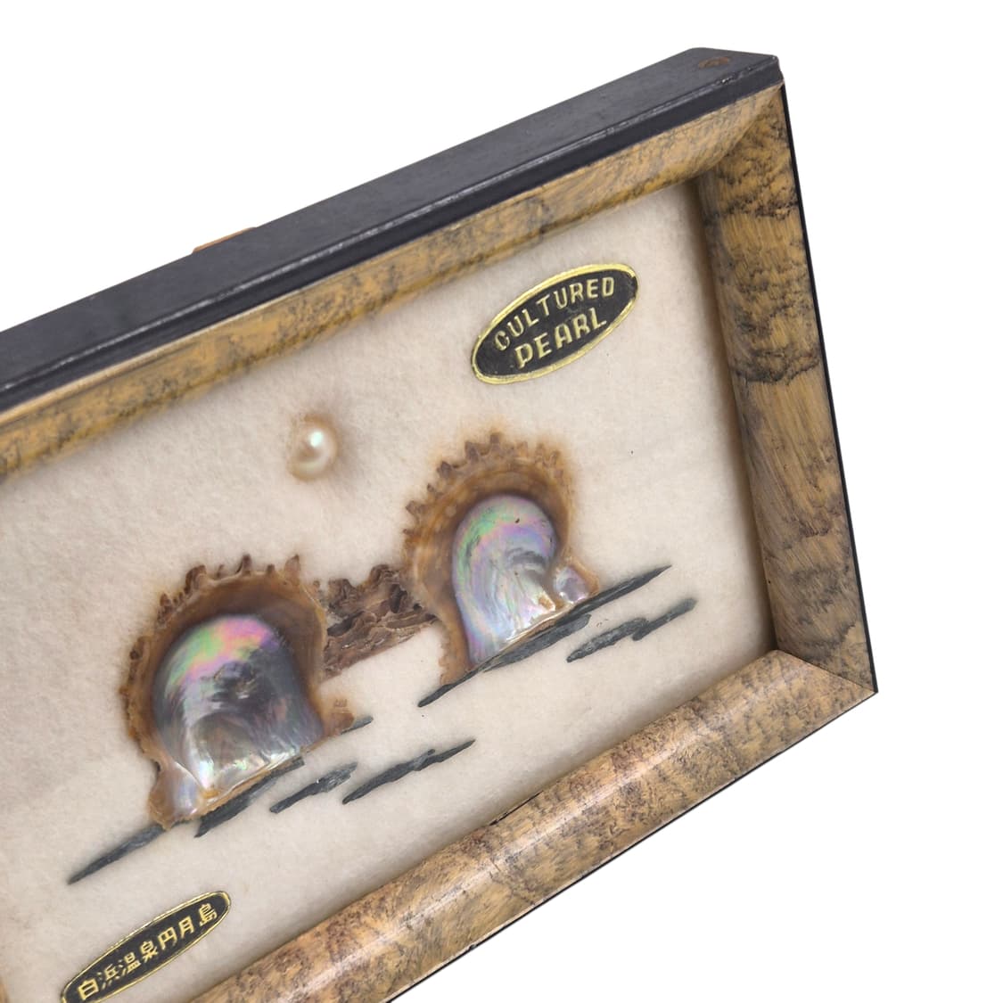 50s 이세시마 엔틱 진주 표본 조개 액자 상품이미지2